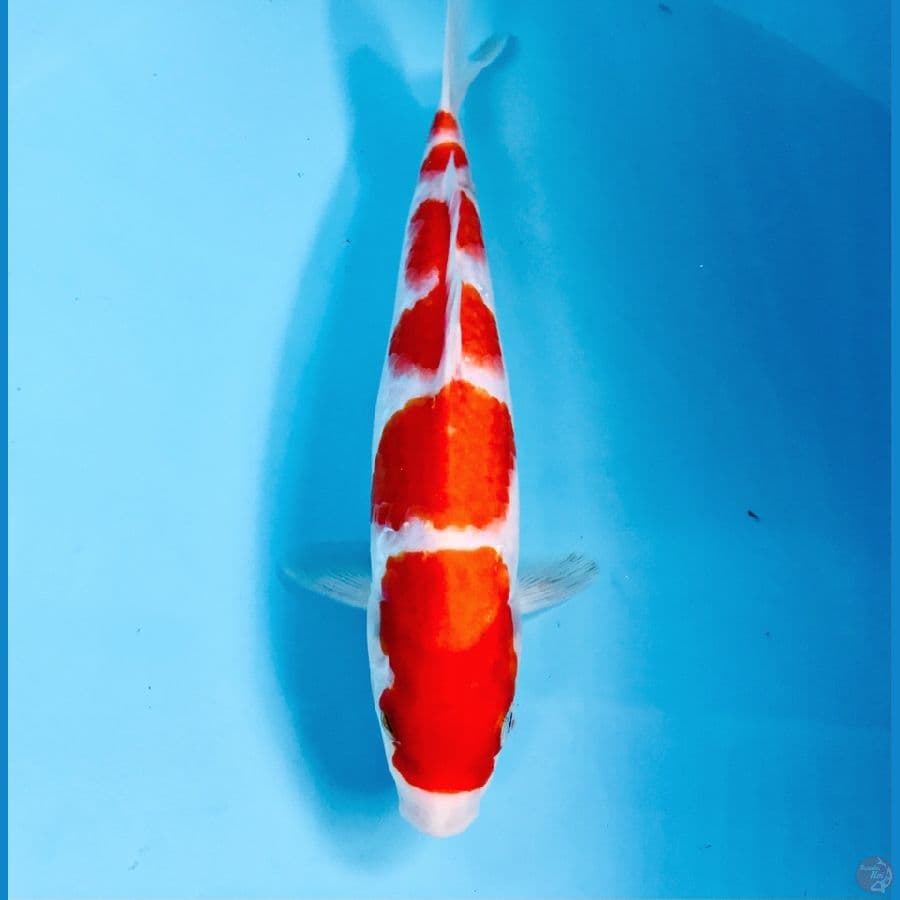 kohaku, 24 cm