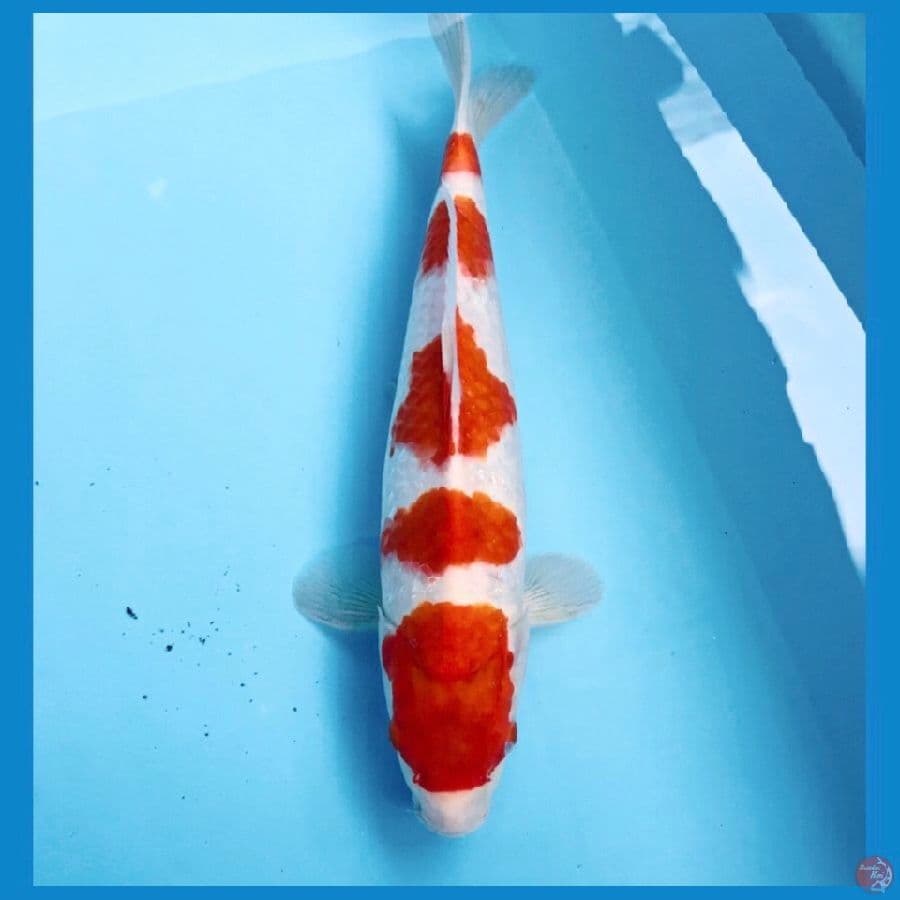 kohaku, 29 cm