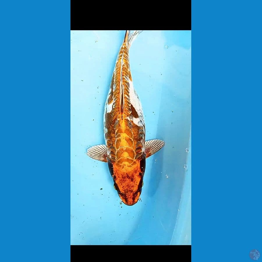 KIKOKURYU 37 CM FM