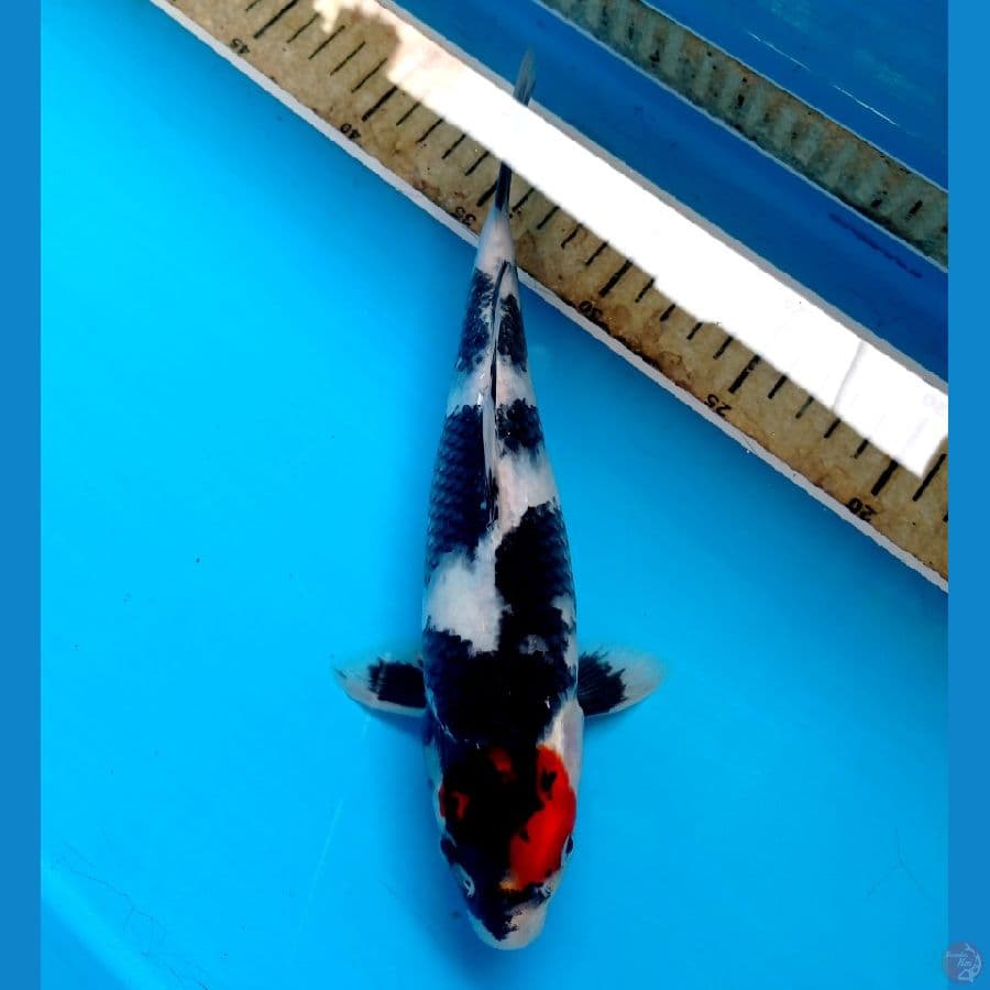 tancho showa 23cm