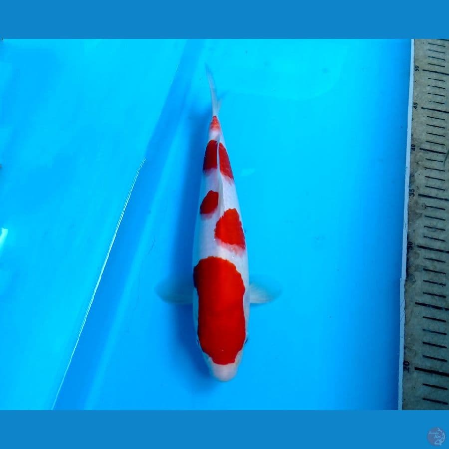 kohaku 26cm