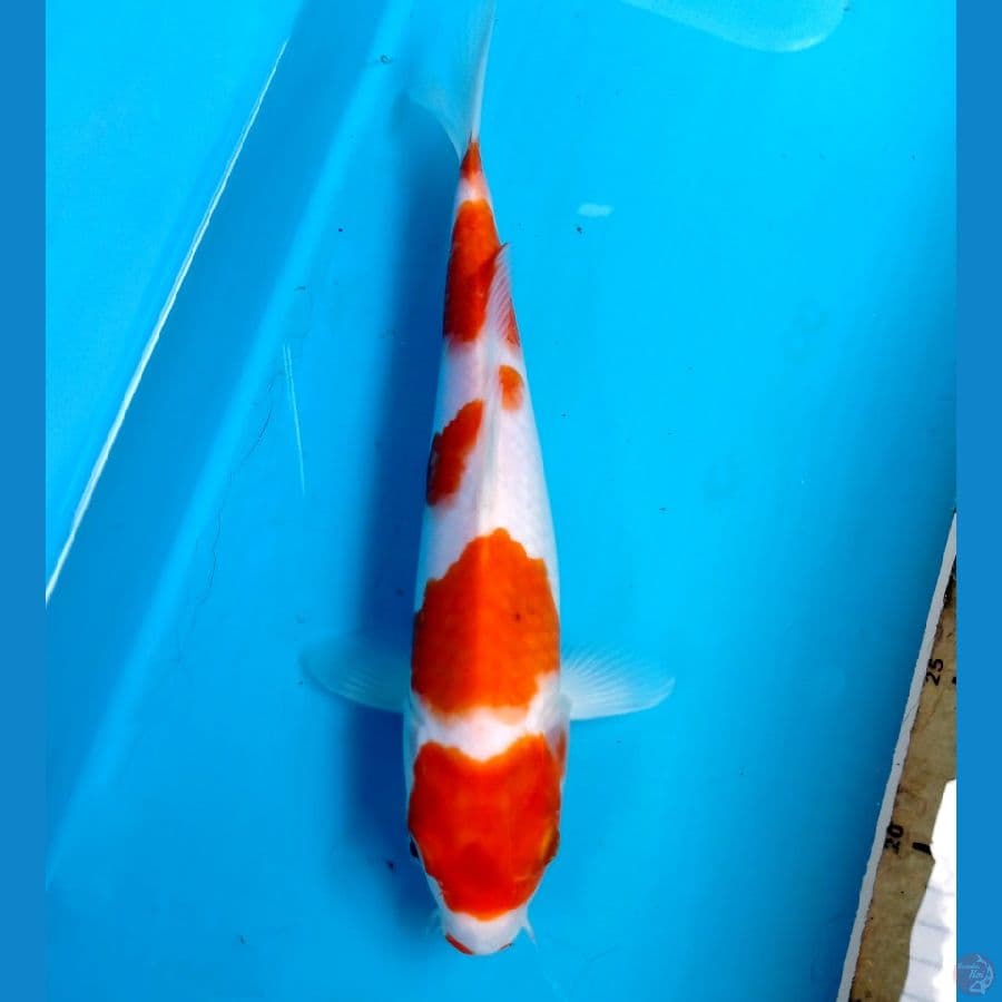 kohaku 26cm