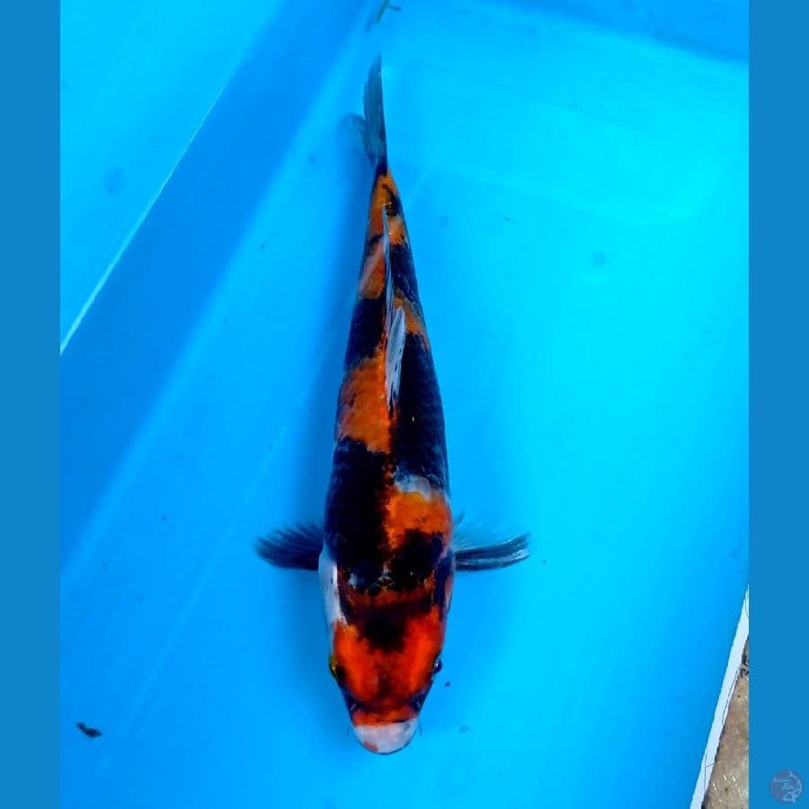 showa 24 cm