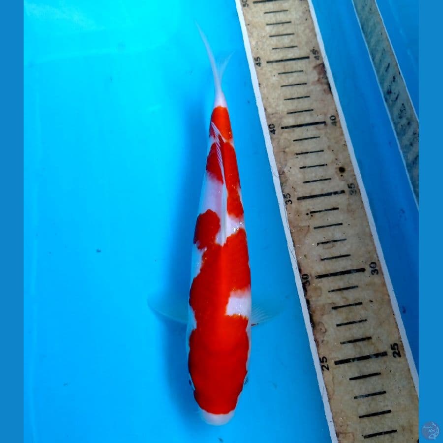 kohaku 22cm