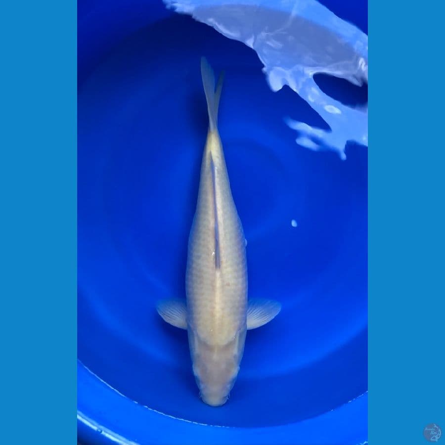 Karasi 53cm