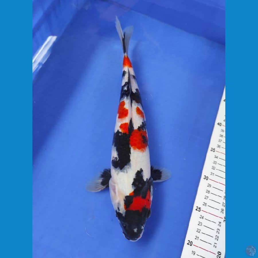 Kinday Showa 35CM