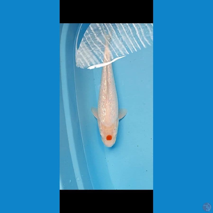 TANCO KOHAKU GINRIN 35 CM