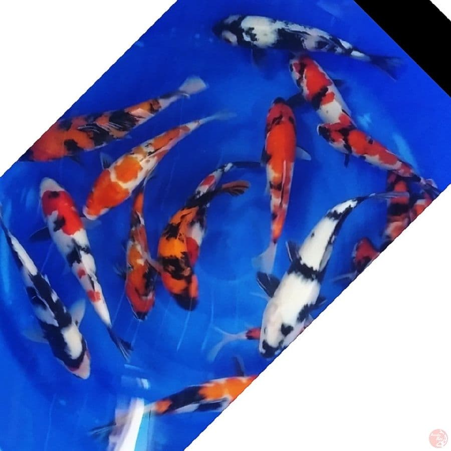 Showa,shiro,utsuri mix ginrin