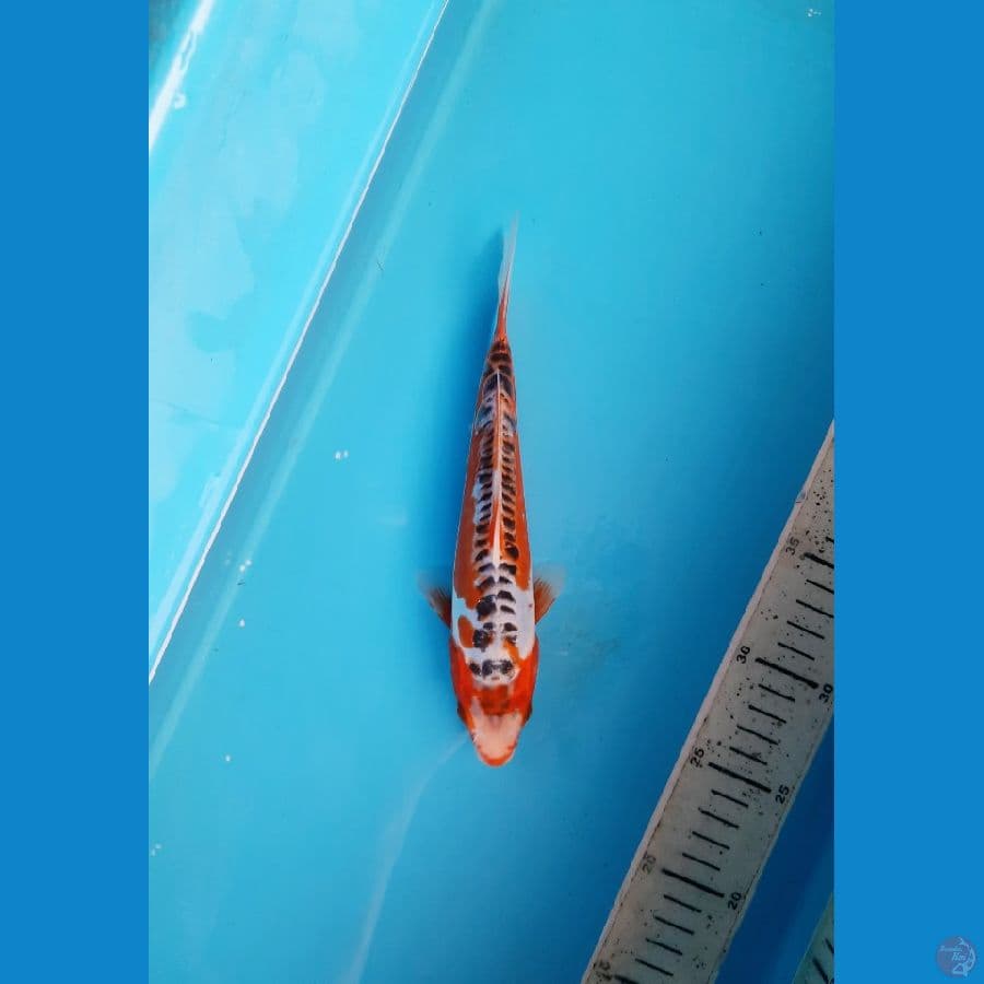 shusui 22cm