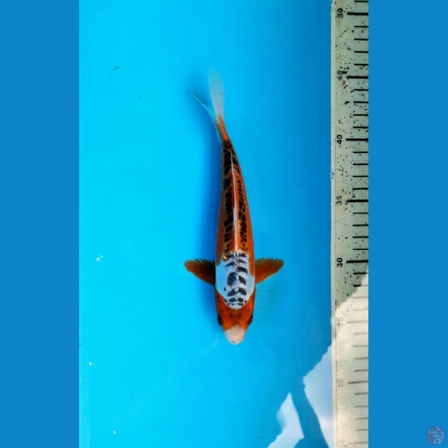 shusui 20cm