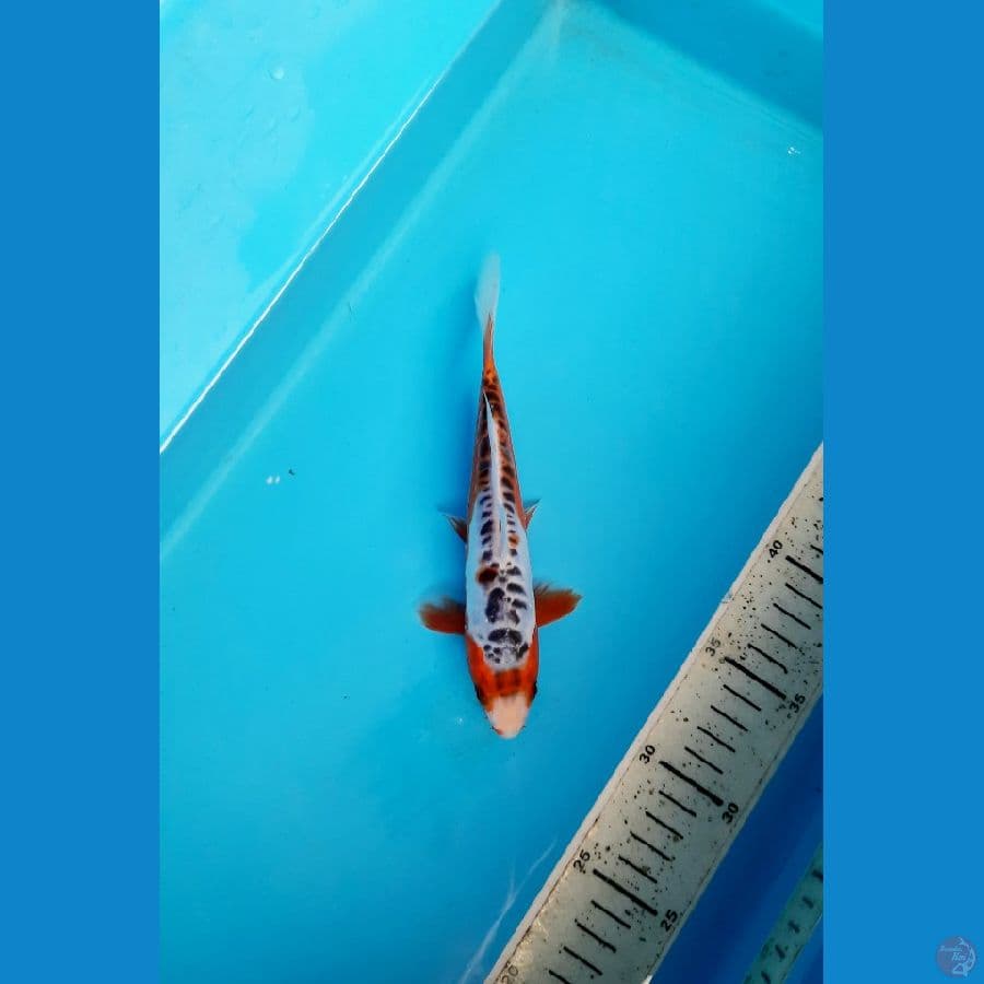 shusui 19cm