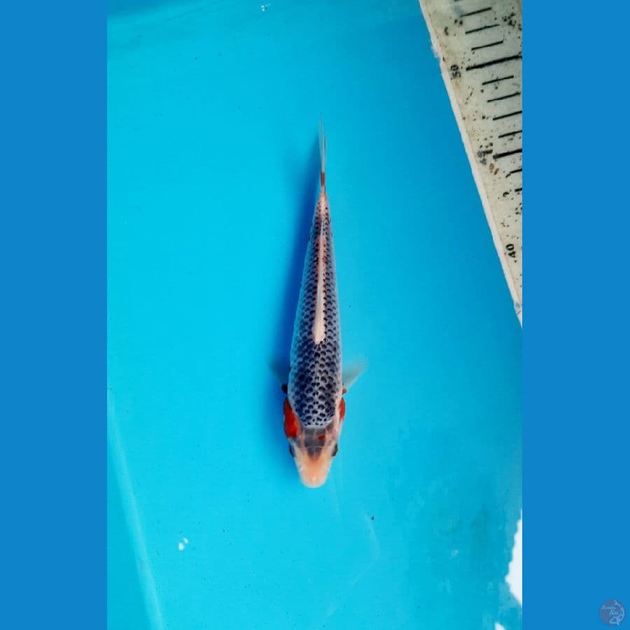 asagi 17cm