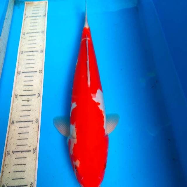 kohaku doit 37cm