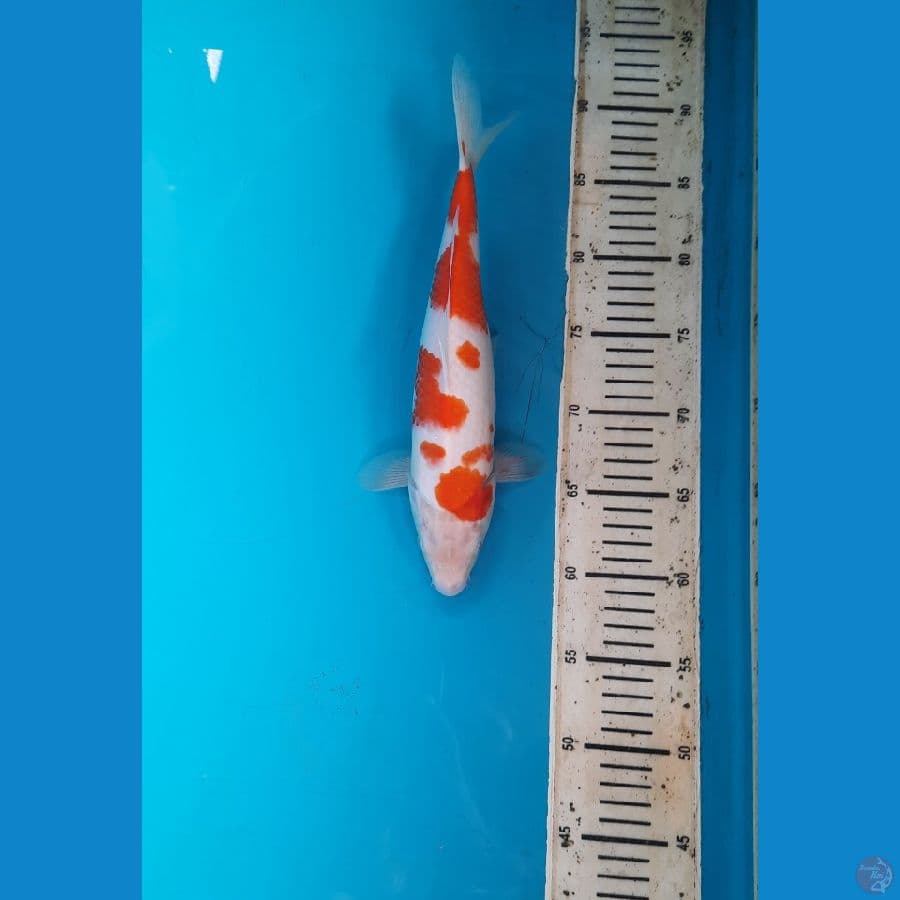 kohaku 30cm male