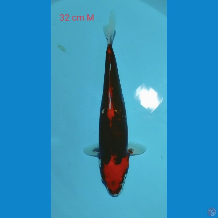 Kumonryu 32cm