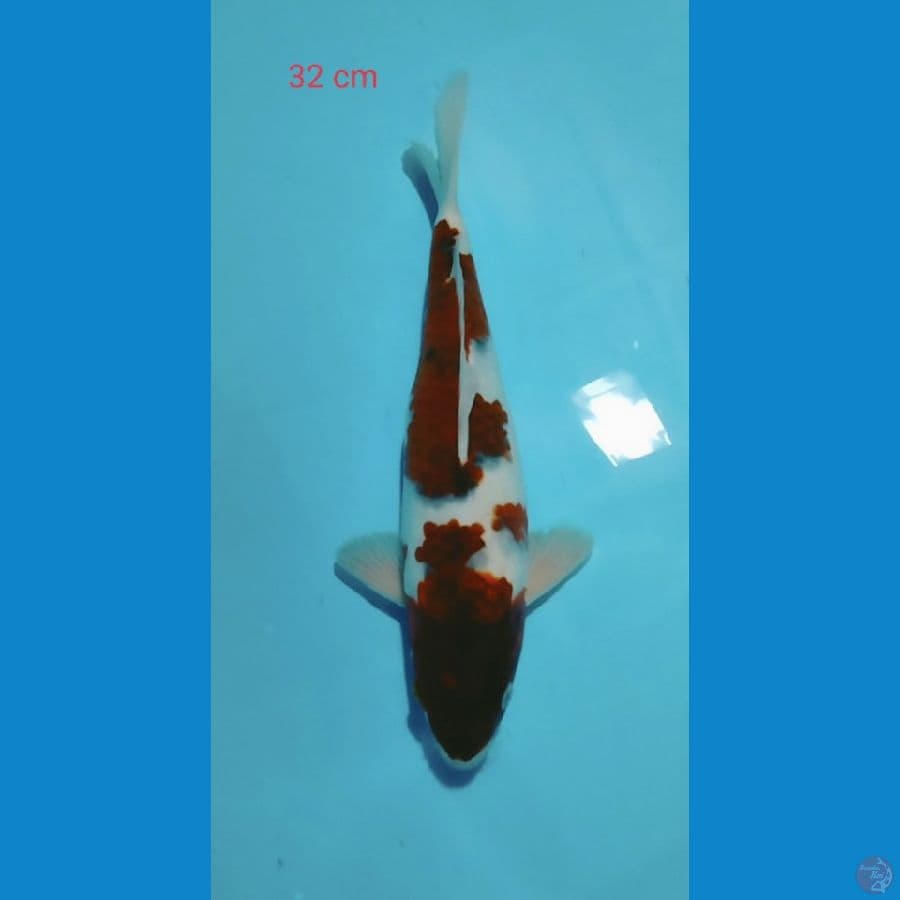 Goromo 32cm