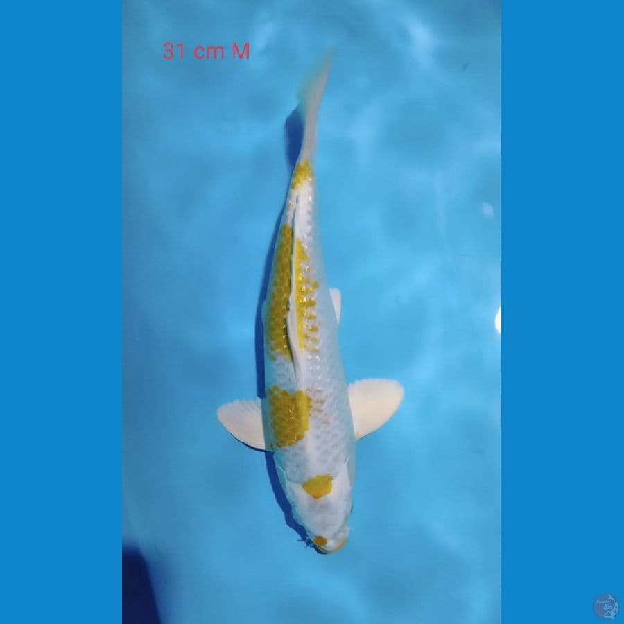 Hariwake 31cm