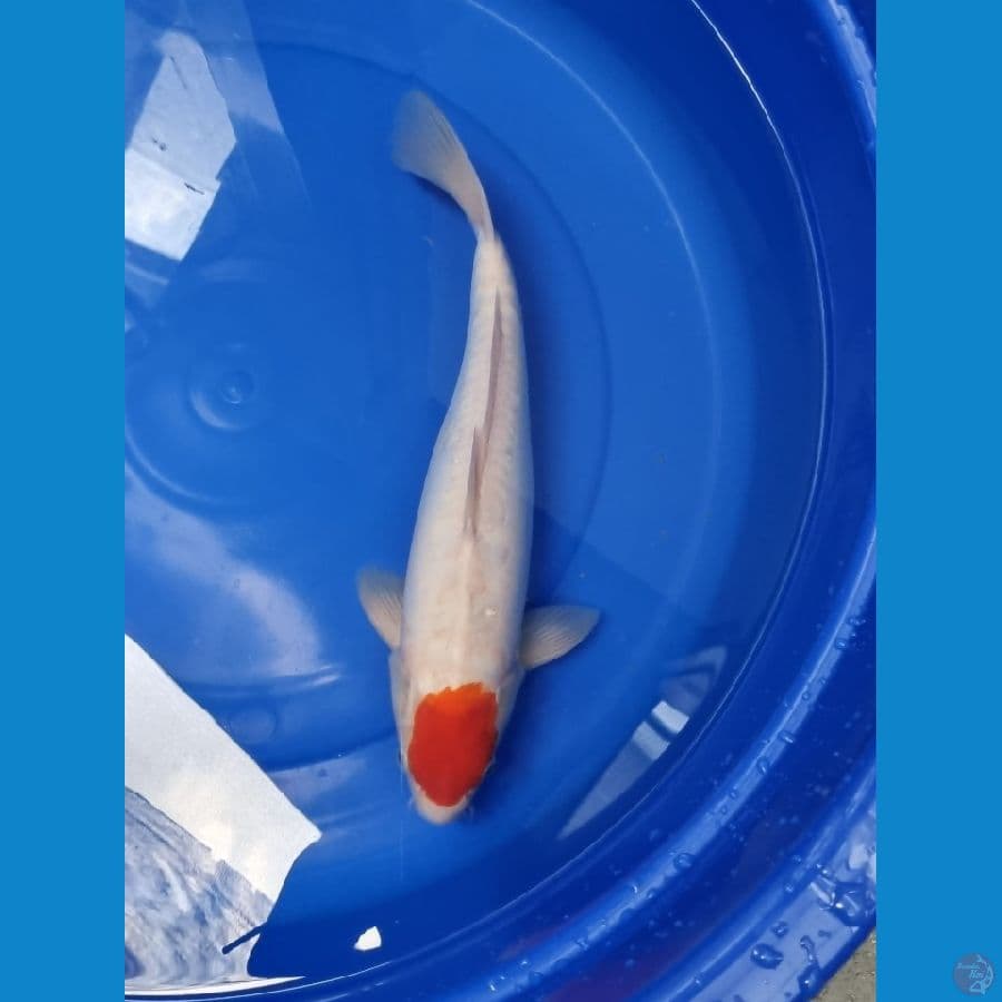 Wkoi tanco kohaku 36cm