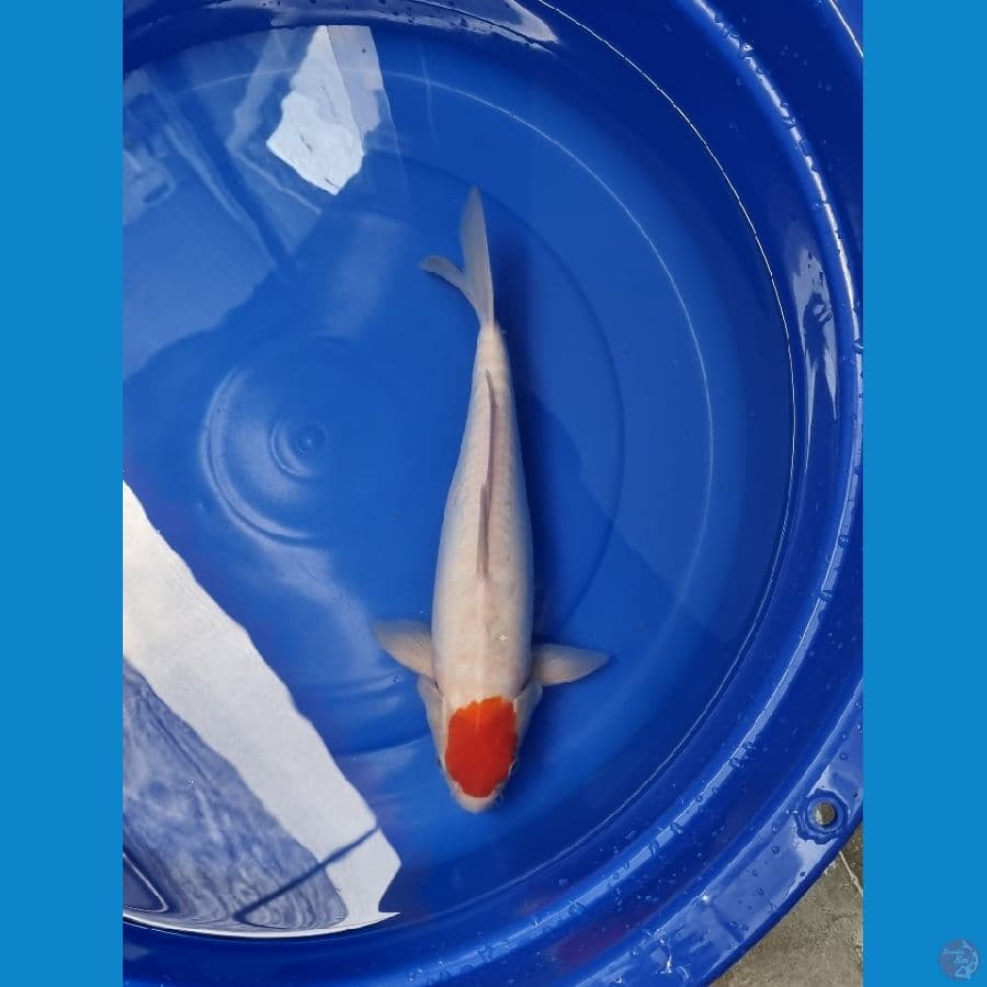 Wkoi tanco kohaku 36cm