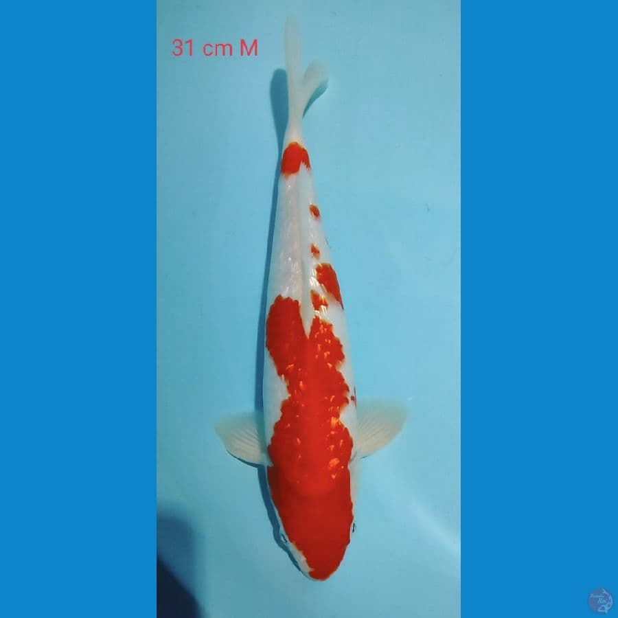 Ginrin Kohaku 31cm
