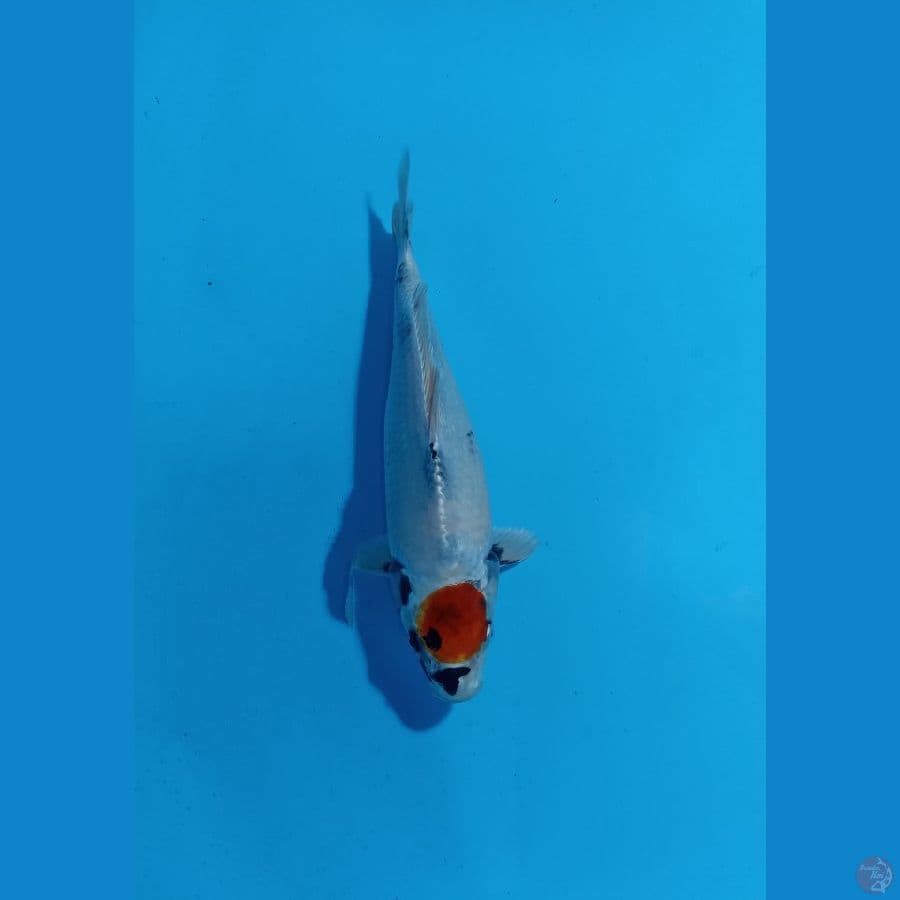 tancho kin showa 27cm