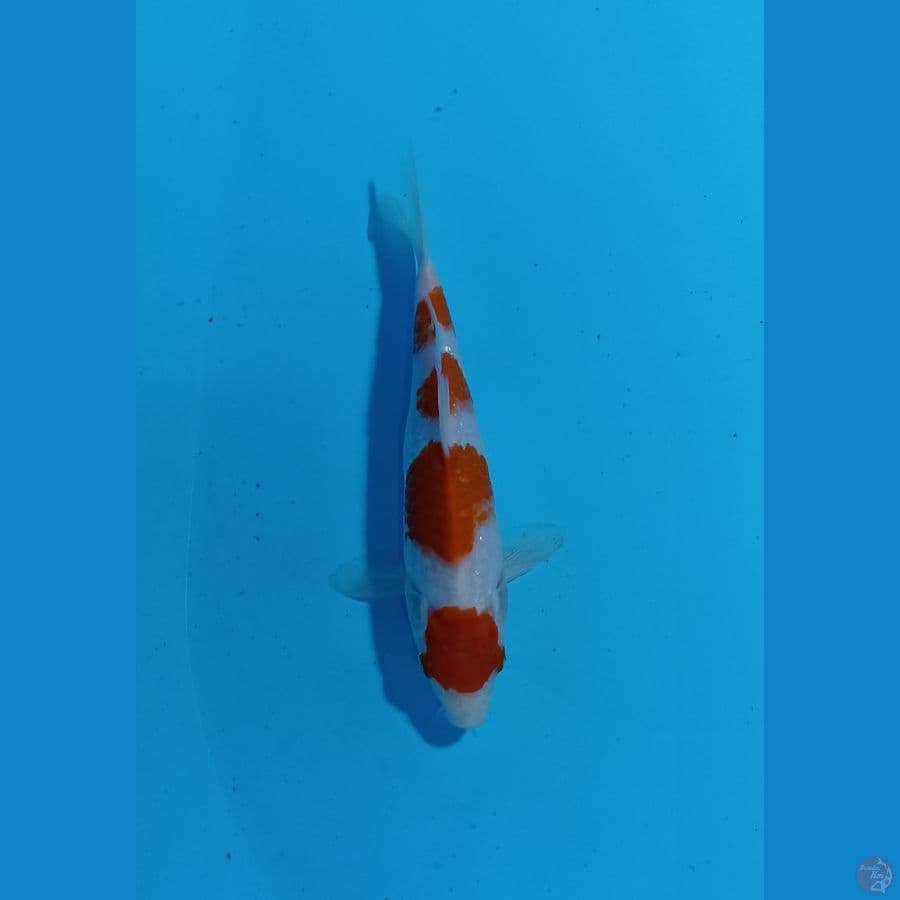 kohaku 23cm