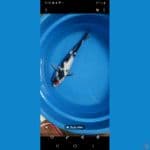 tc showa 33cm male
