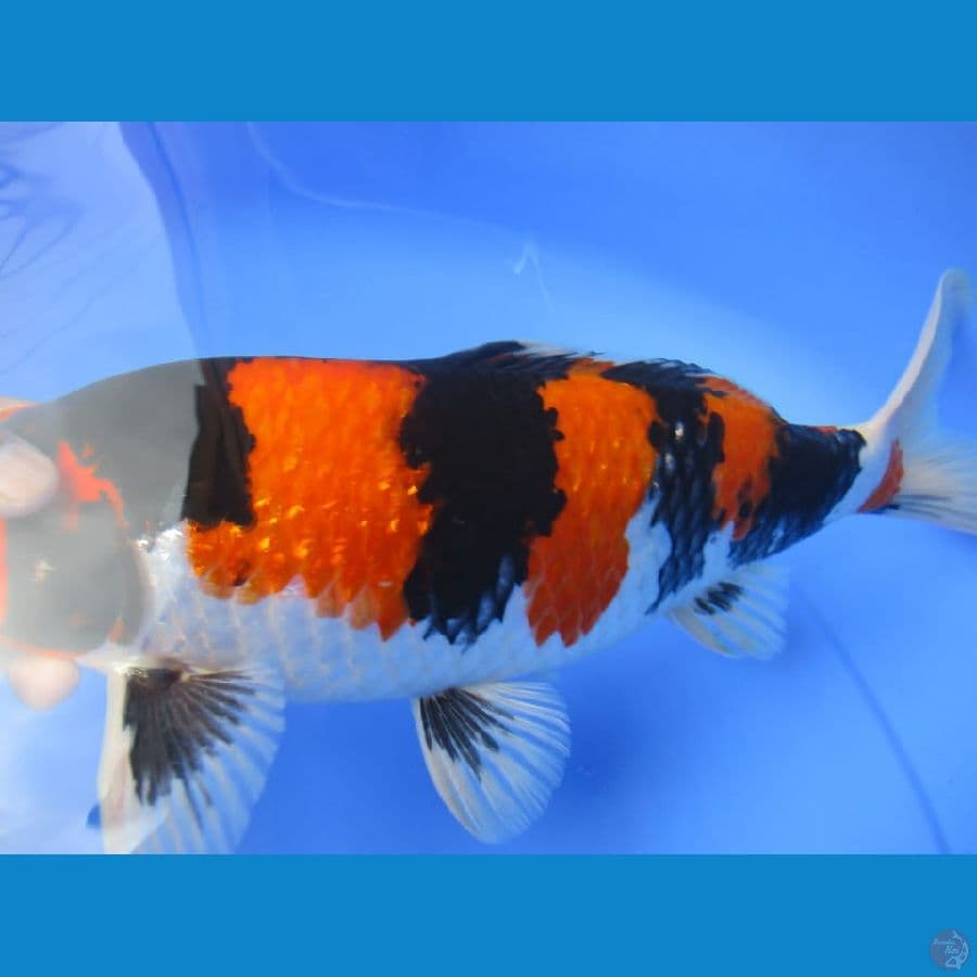 MKC KOI GRUB