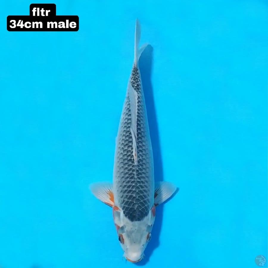 asagi 34cm male