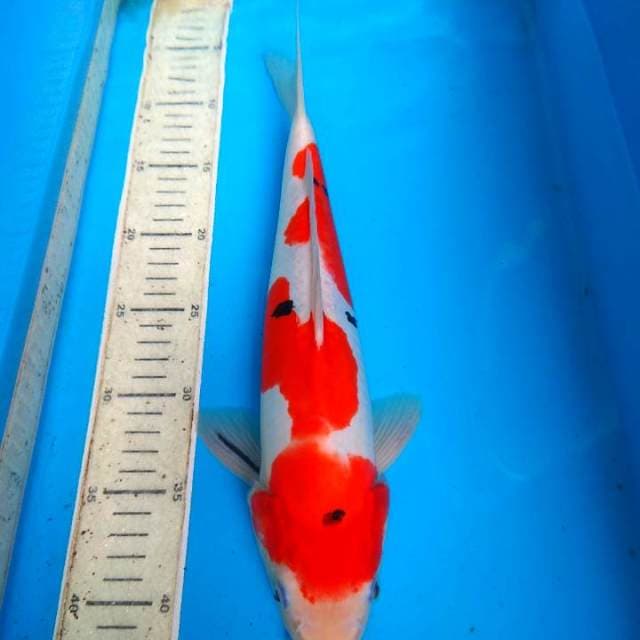 Sanke doit 37cm