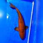 CHAGOI TEMBAGA 39cm