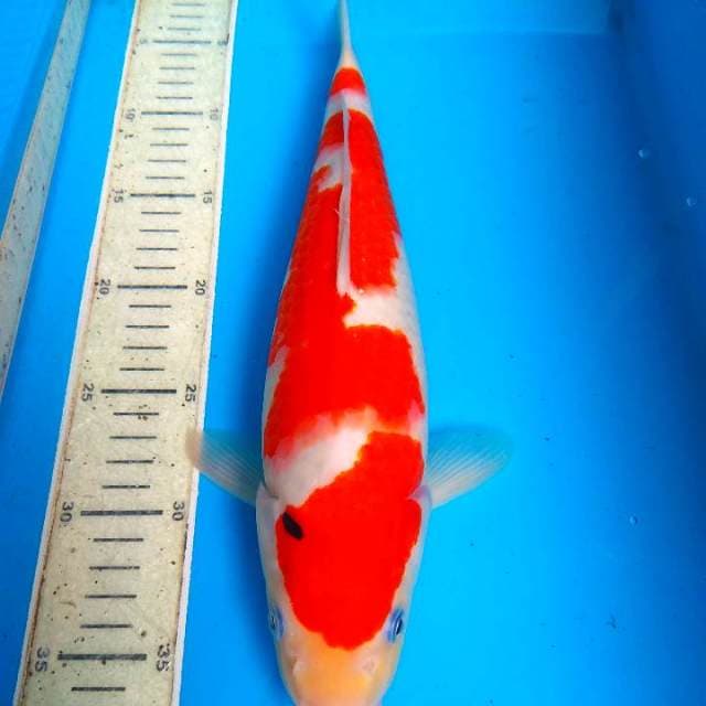 Sanke 36cm