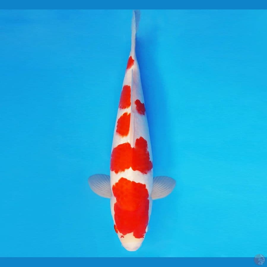 SONATA 1 ~ KOHAKU 35 cm/fm ™