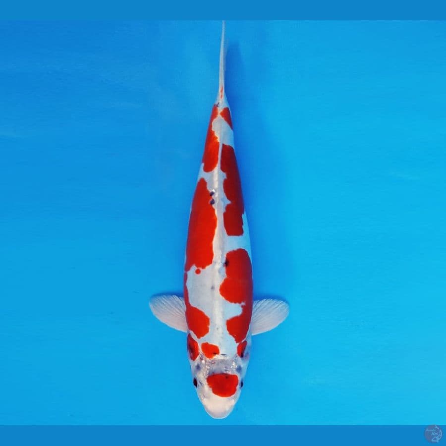 SONATA 2 ~ BENI KIKOKURYU SPC 34 cm/fm ™
