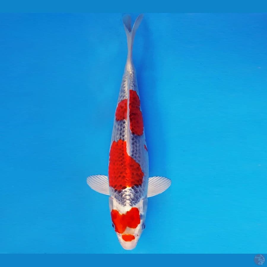 SONATA 3 ~ KUJAKU 34 cm/fm ™