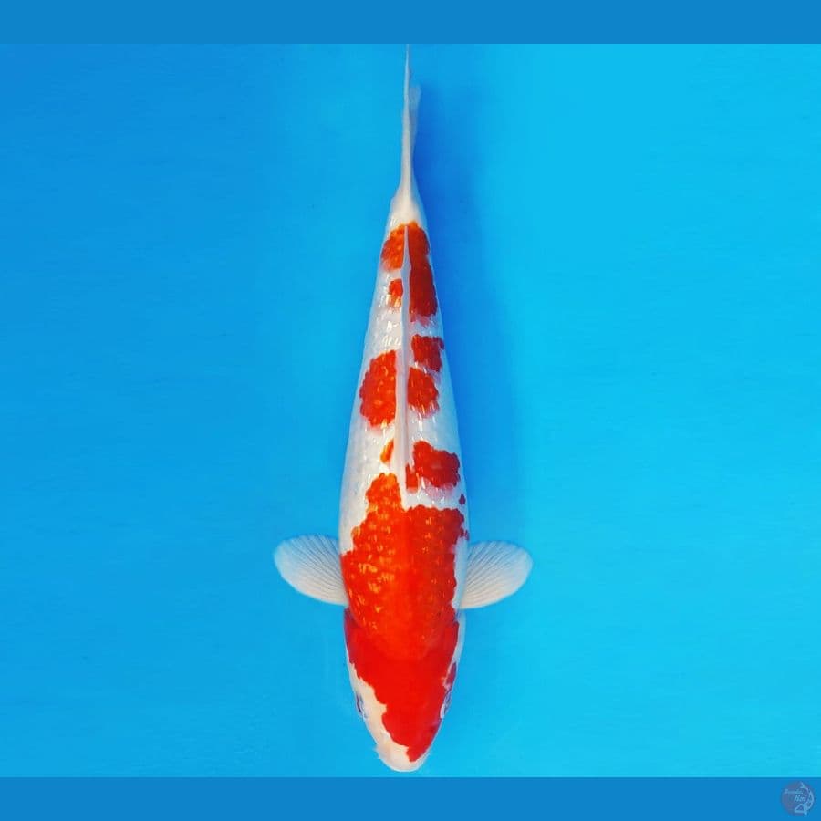 SONATA 8 ~ AI GOROMO GIN RIN 35 cm/fm ™