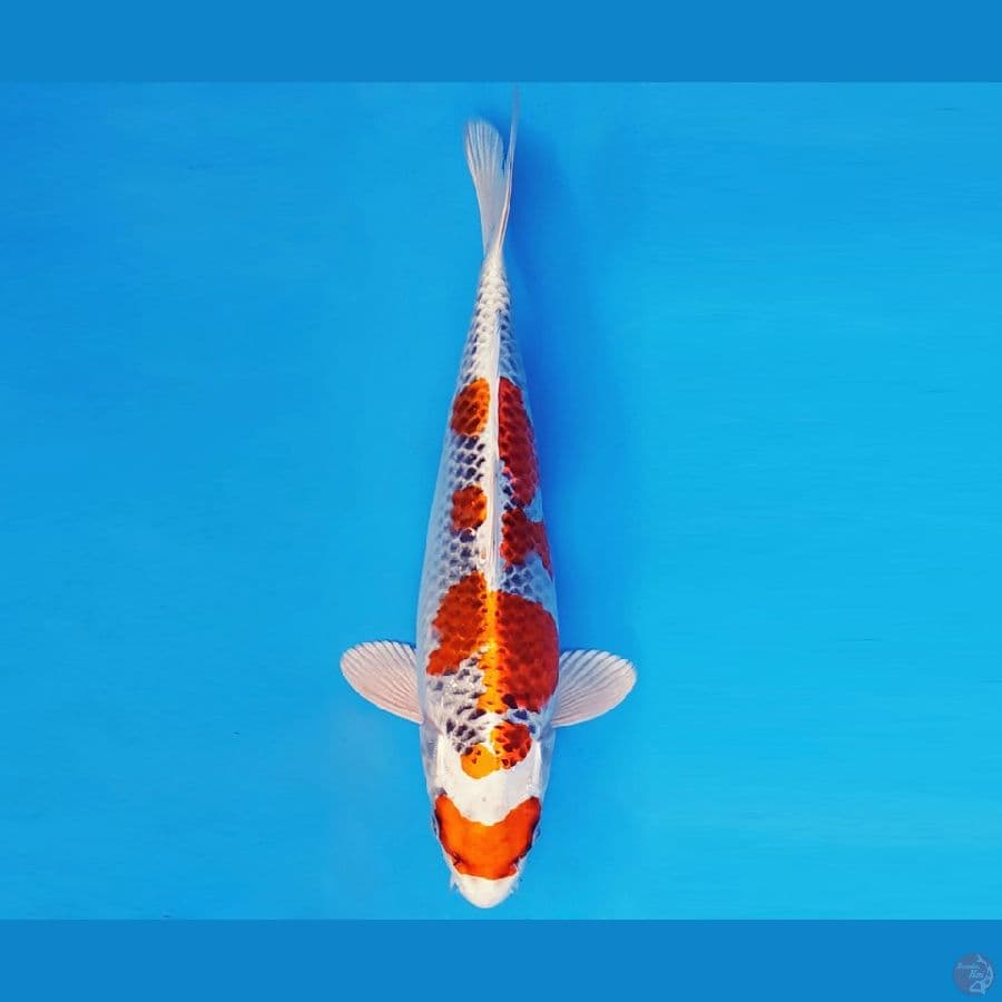 SONATA 10 ~ KUJAKU 32 cm/fm ™