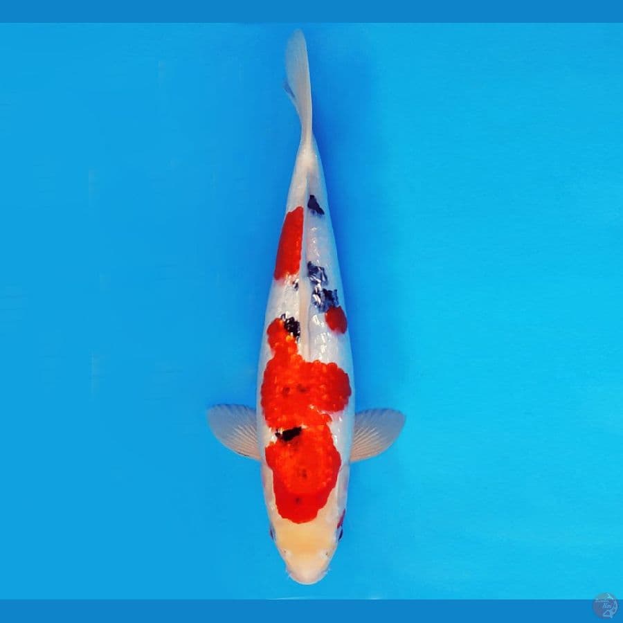 SONATA 11 ~ SANKE GIN RIN 37 cm/fm ™