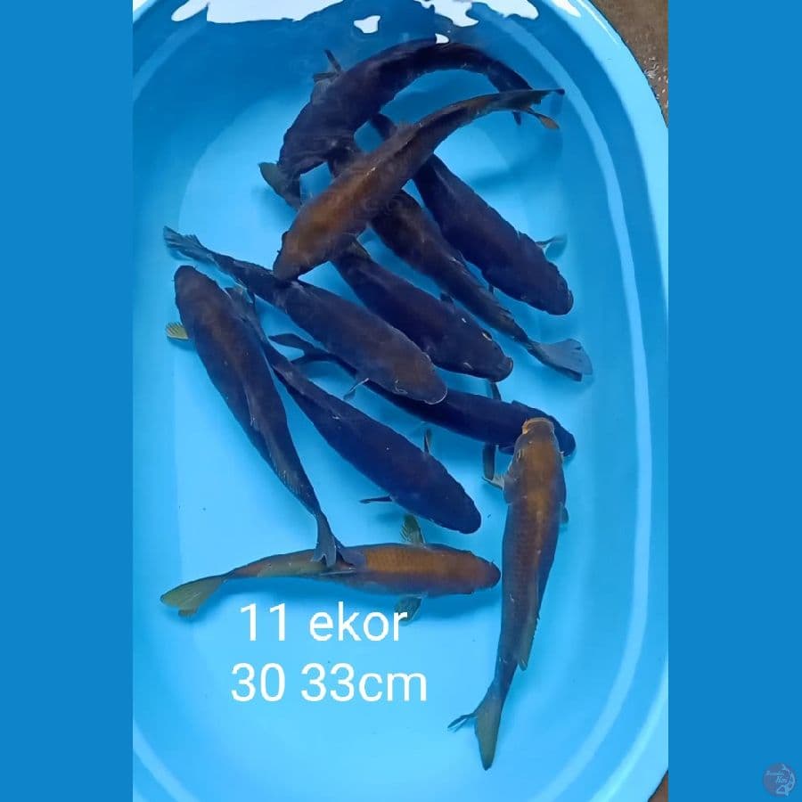 11 ekor 30 33cm