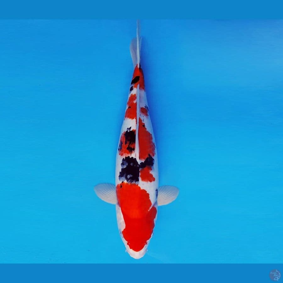 SONATA 15 ~ SANKE 34 cm/fm ™