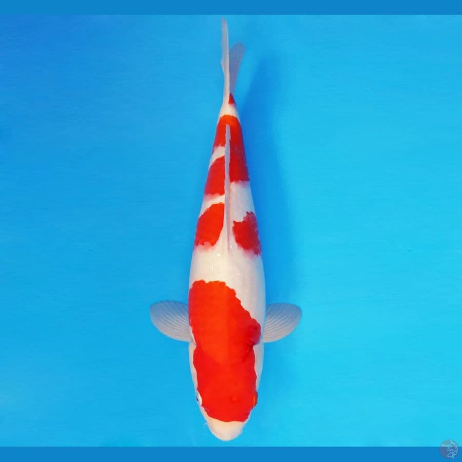 SONATA 17 ~ KOHAKU 30 cm/male ™