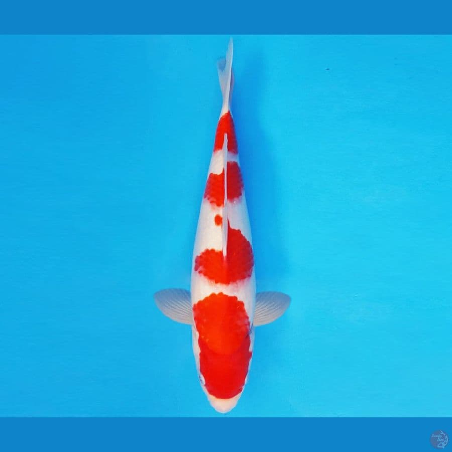 SONATA 20 ~ KOHAKU 30 cm/male ™