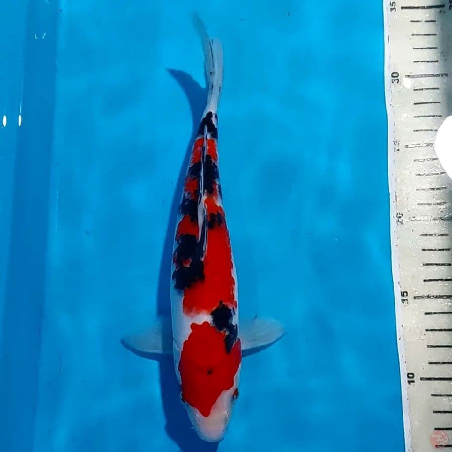 SANKE 26 CM