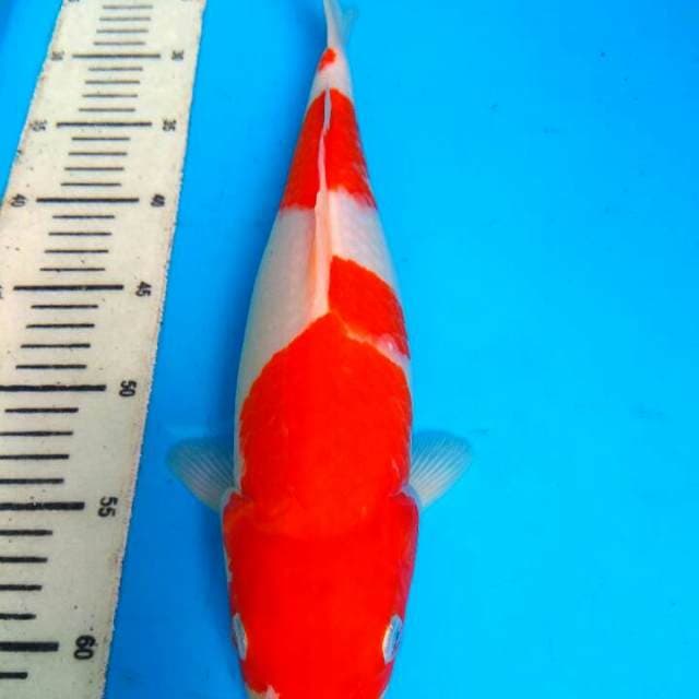Kohaku 37cm