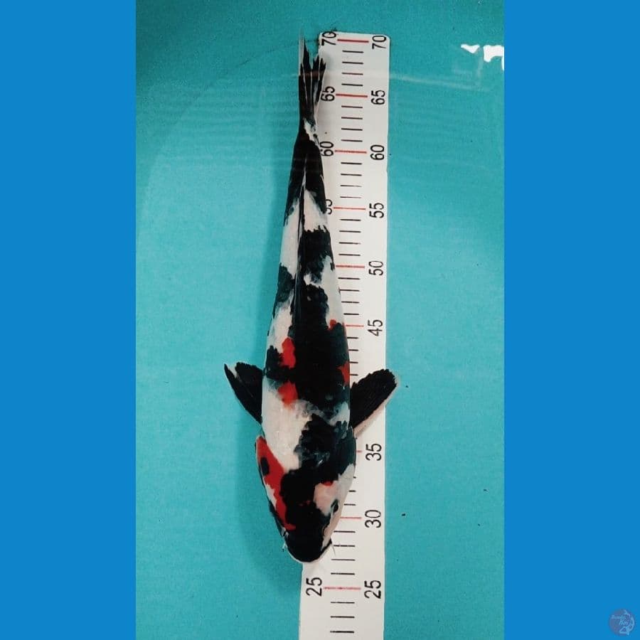 calon jumbo 40 cm