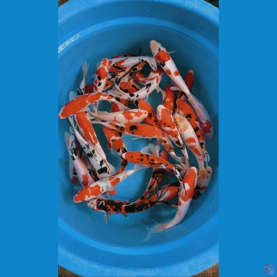 mix 35 ekor
