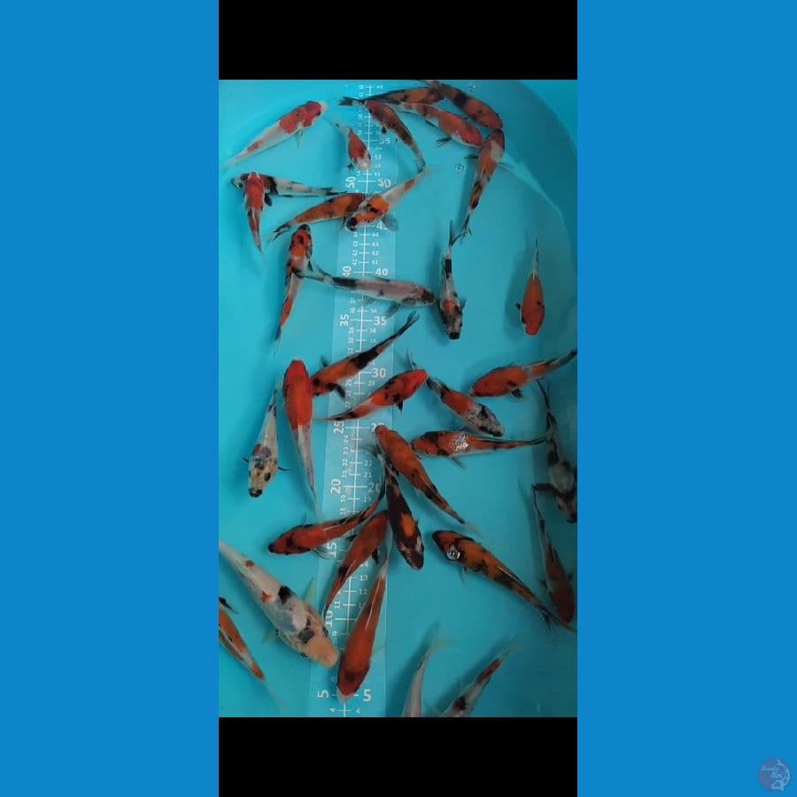 Showa Mix 35 ekor