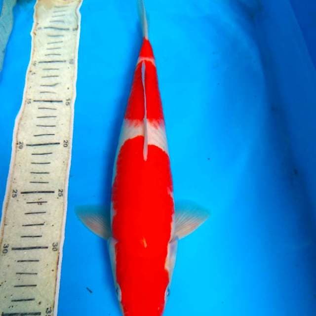 Kohaku 34cm