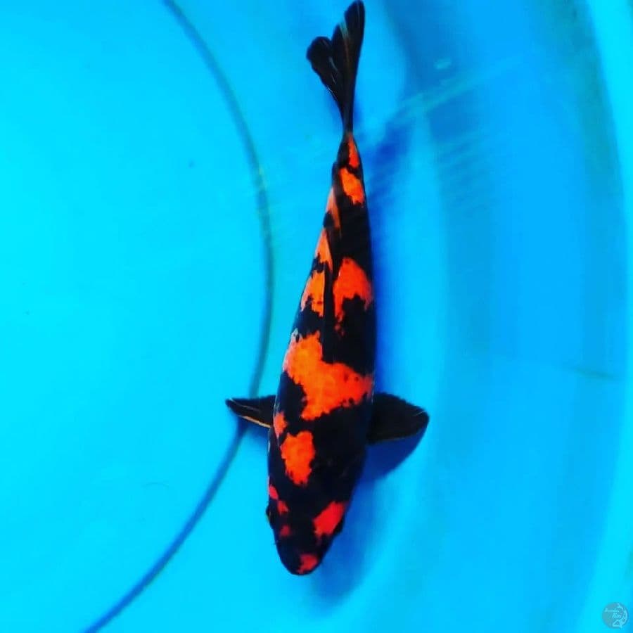 HIUTSURI 25 CM