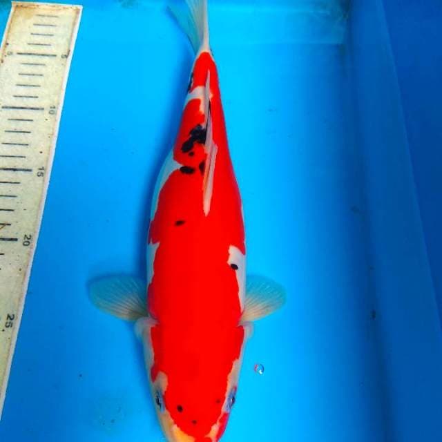 Sanke doit 32cm